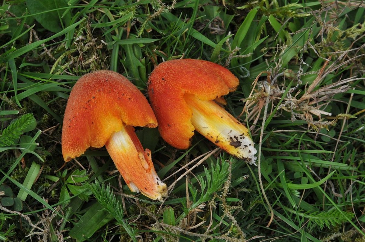 To ευρωπαϊκό μανιτάρι Hygrocybe intermedia κινδυνεύει να χαθεί για πάντα (Per Fadnes / CC BY 4.0)