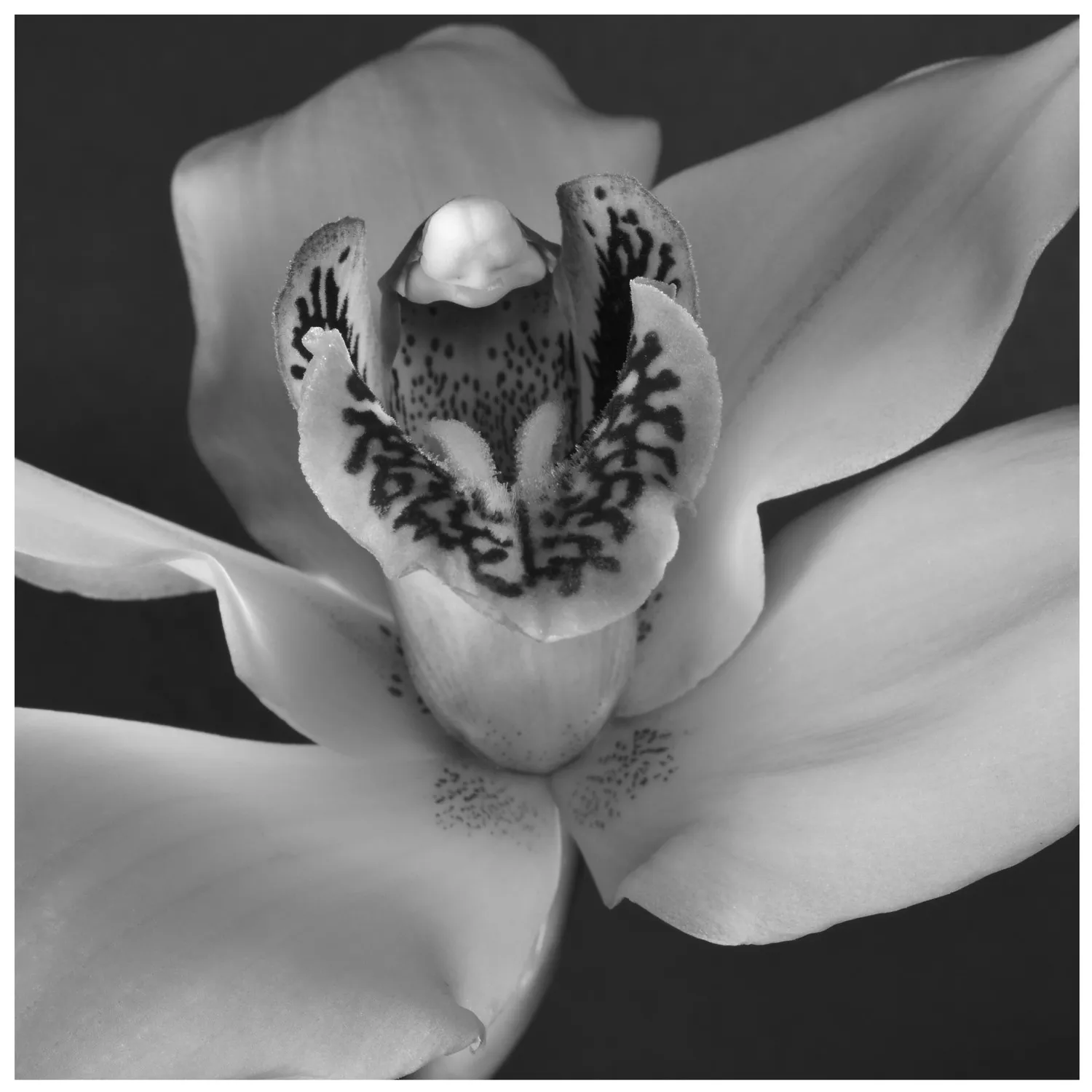 ένα κρίνο τίγρης