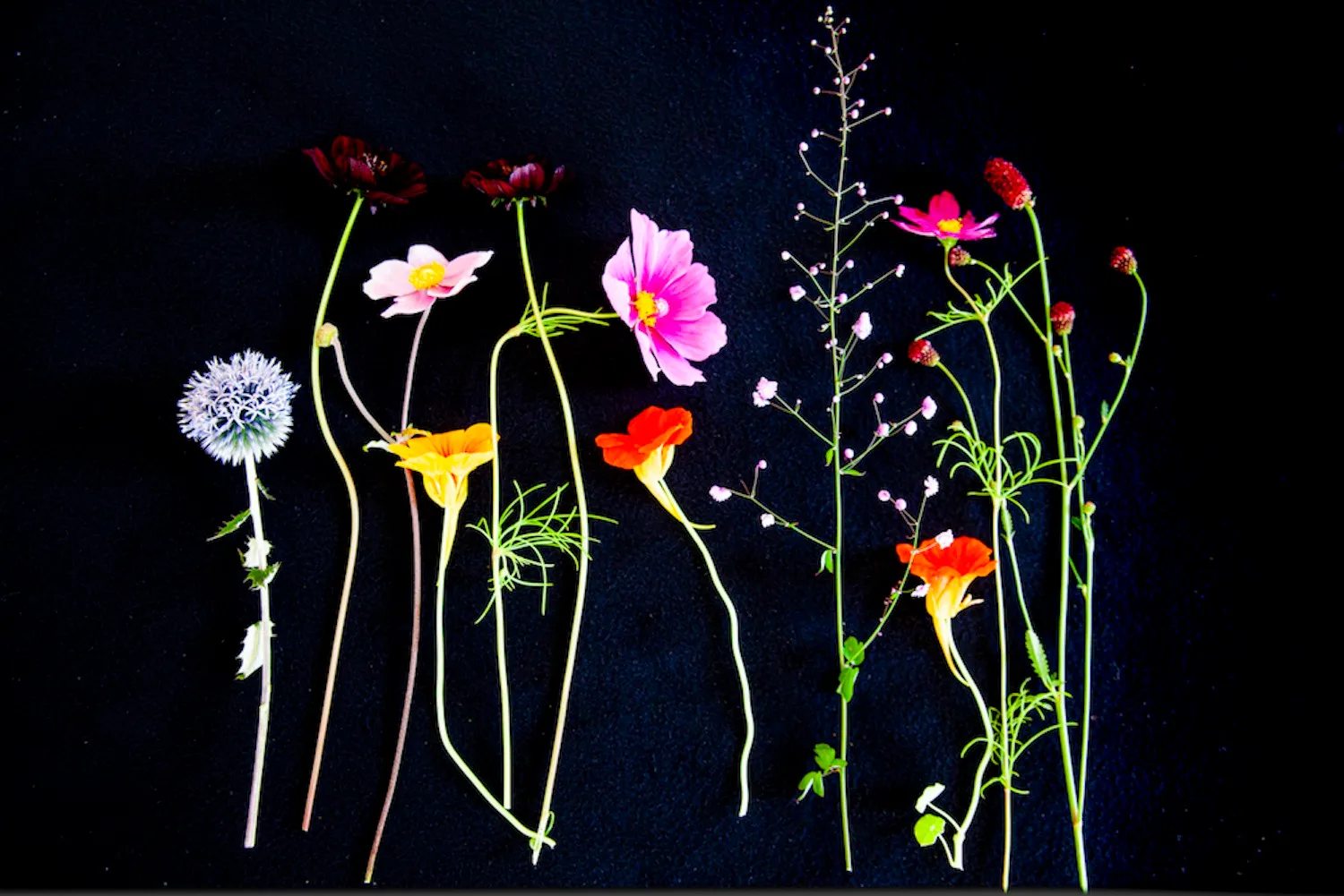 λουλούδια σε μαύρο φόντο