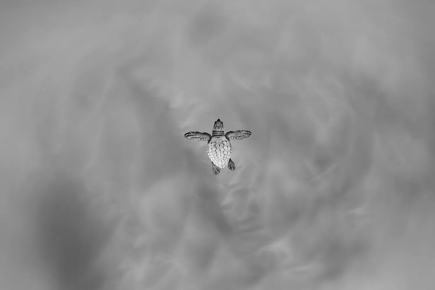 μια μικρή θαλάσσια χελώνα που επιπλέει στο νερό