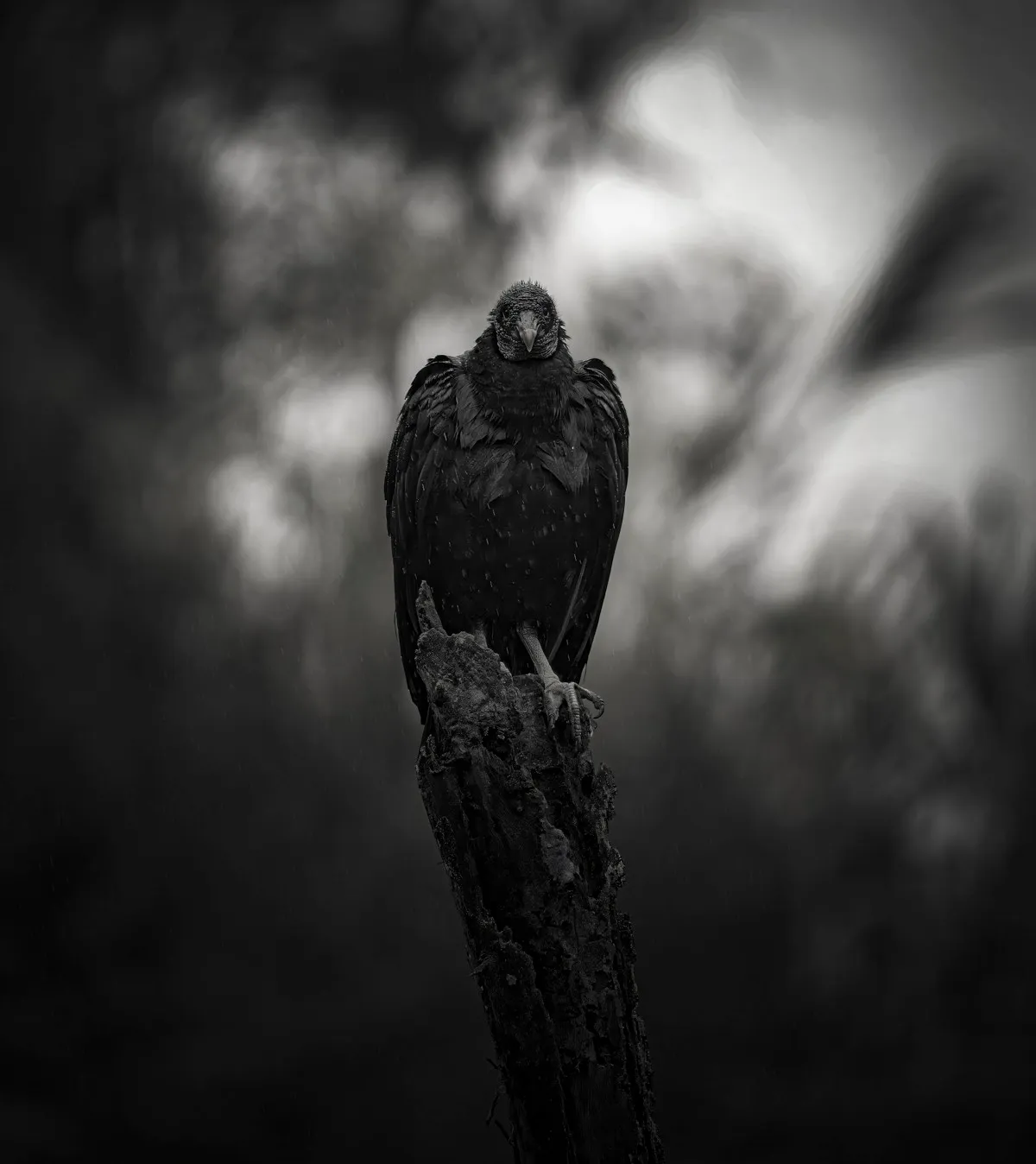 ένας γύπας σε ένα ραβδί