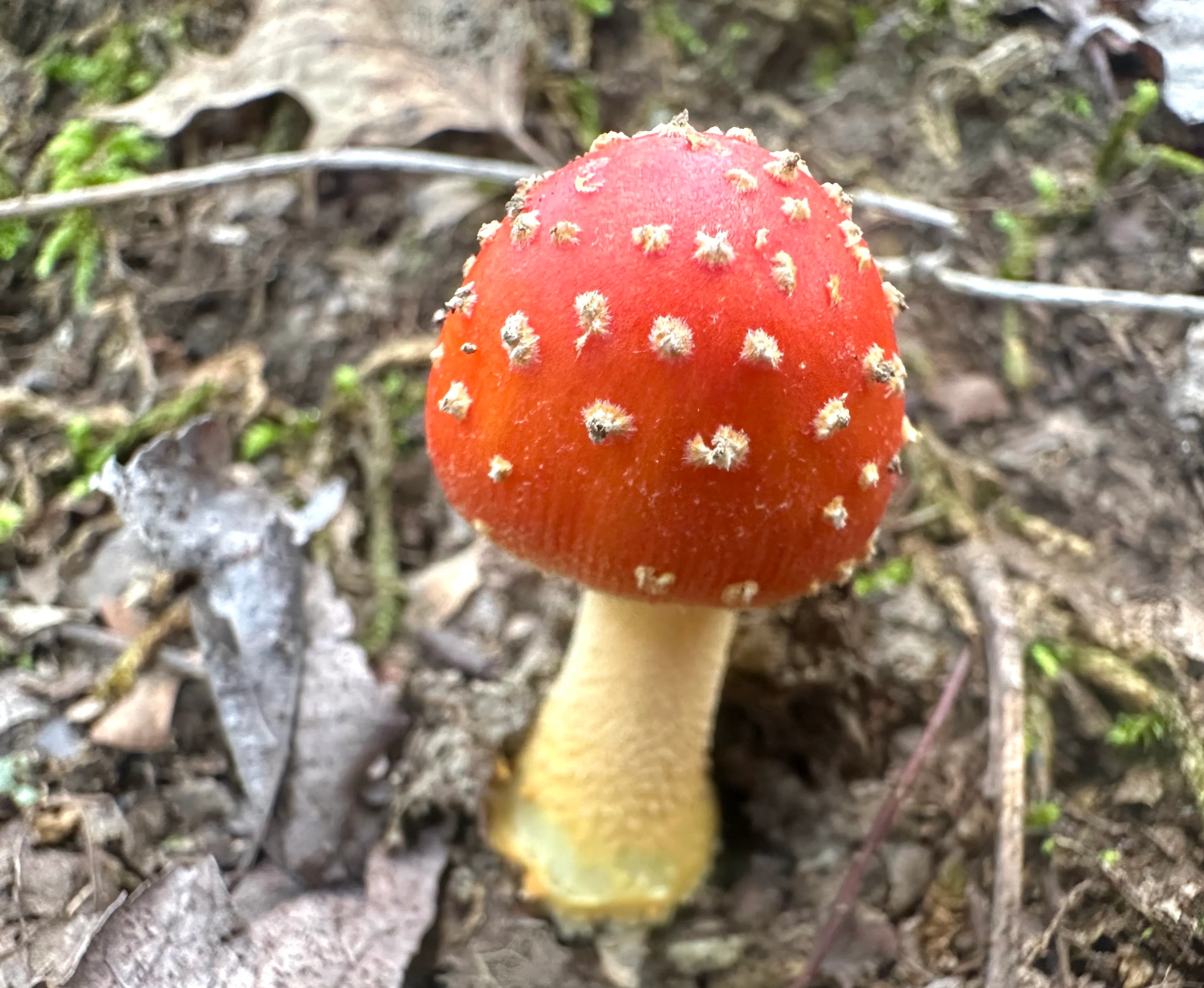 Το Amanita parcivolvata (Ψεύτικο μανιτάρι του Καίσαρα) είναι ευρέως διαδεδομένο στην ανατολική Βόρεια Αμερική. Αυτή η εμφάνιση που μοιάζει με το Mario Mushroom μπορεί να διαφοροποιηθεί από την έλλειψη δακτυλίου στο κοτσάνι του μανιταριού και από τις ραβδώσεις που υπάρχουν στο καπάκι.
