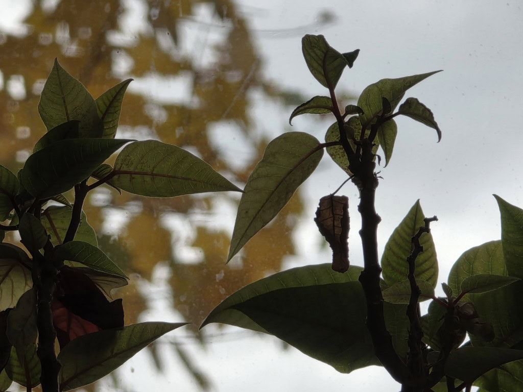 Το Galaxy S25 Ultra αφήνει premium προστατευτικό φακού