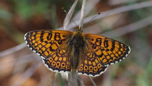 Ιωάννινα: Εντυπωσιακό – Έχουν τον ίδιο αριθμό ειδών πεταλούδας με ολόκληρο το Ηνωμένο Βασίλειο