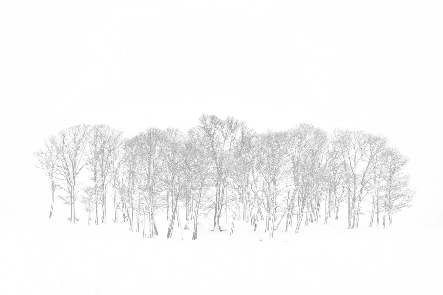 δέντρα στο χιόνι