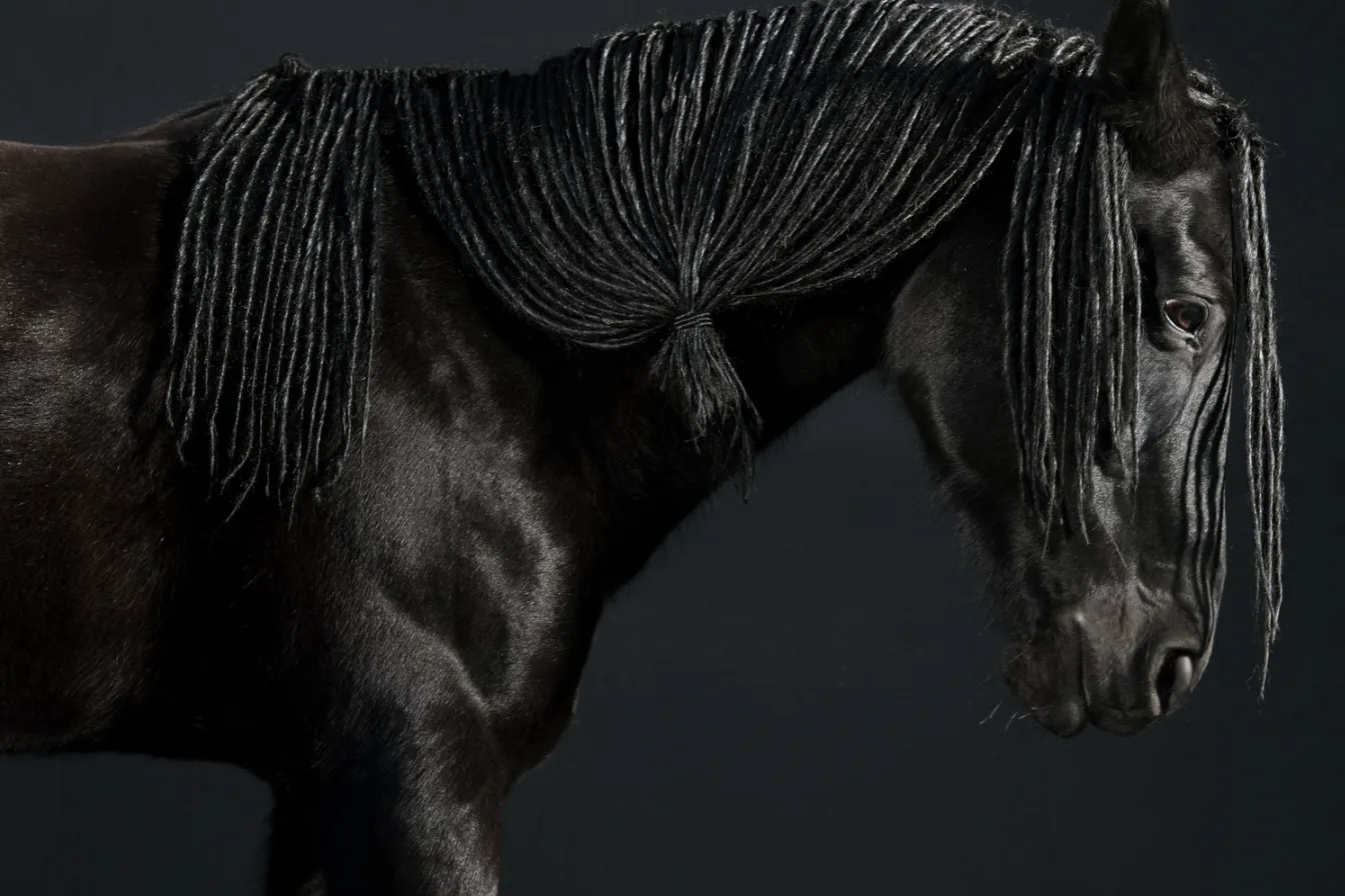 ένα μαύρο άλογο με τριχωτά μαλλιά
