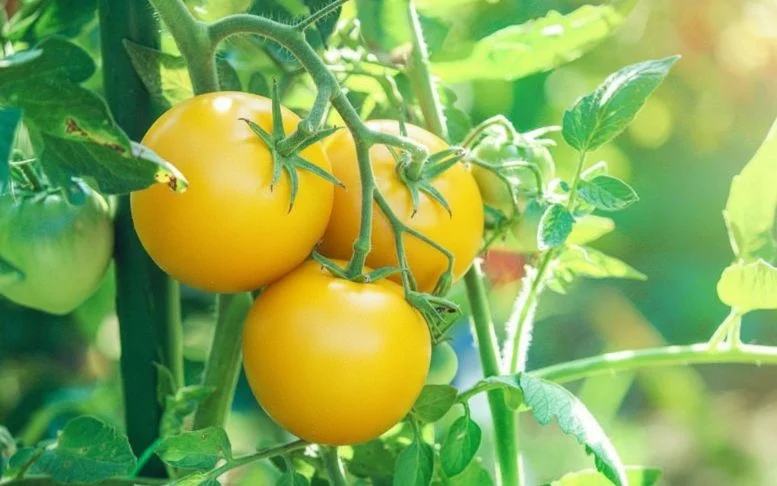 Γιατί μερικές ντομάτες είναι κίτρινες; Οι ερευνητές λύνουν το μυστήριο