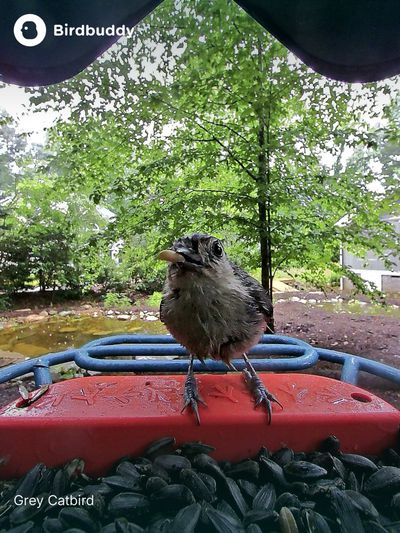 bird buddy catbird