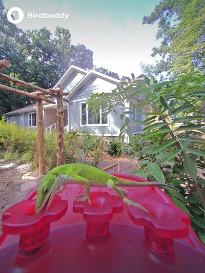 bird buddy hummingbird feeder lizard