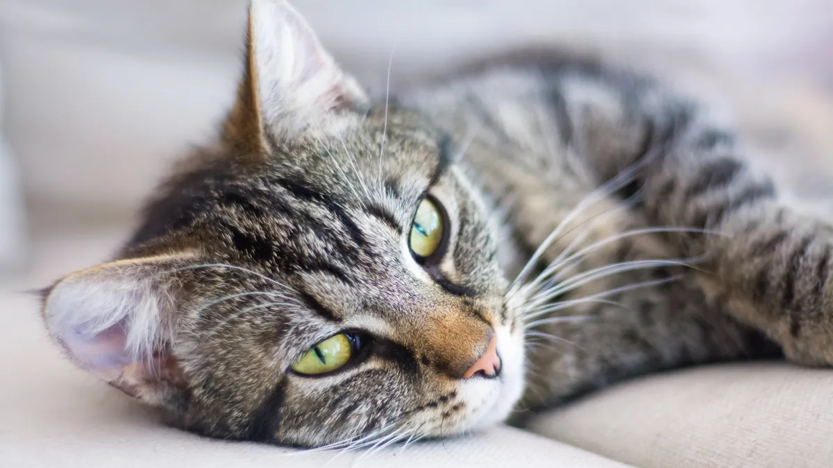 4 κοινοί μύθοι για γάτες, καταρρίφθηκαν
