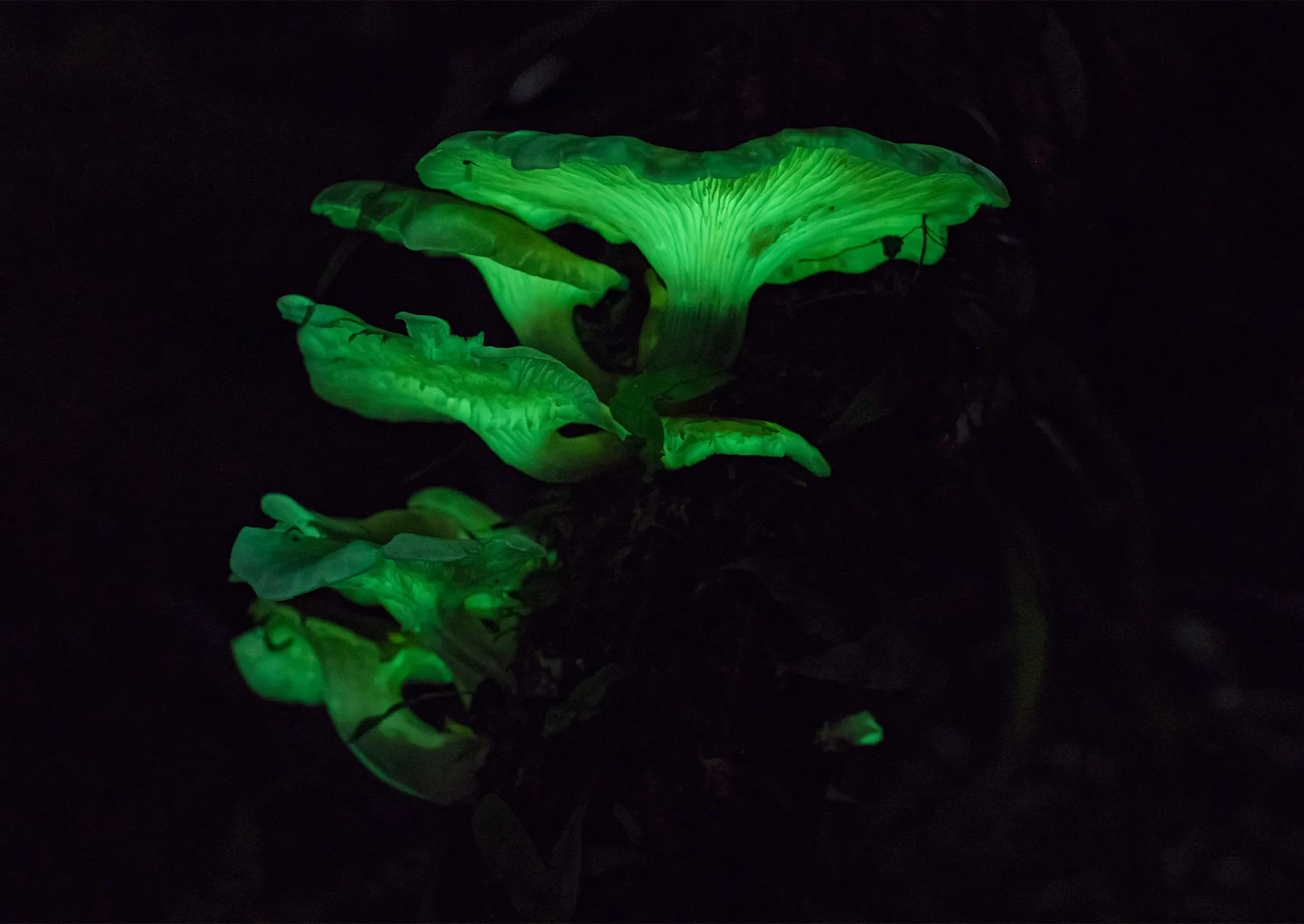 ένα μανιτάρι με ένα καπάκι λαμπερό πράσινο