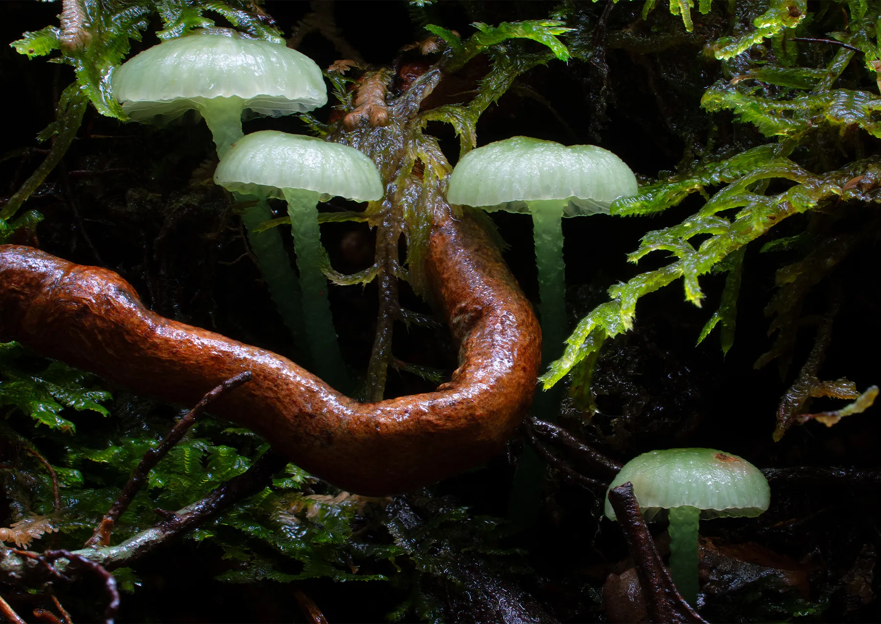 μανιτάρια με ανοιχτό πράσινο καπάκι