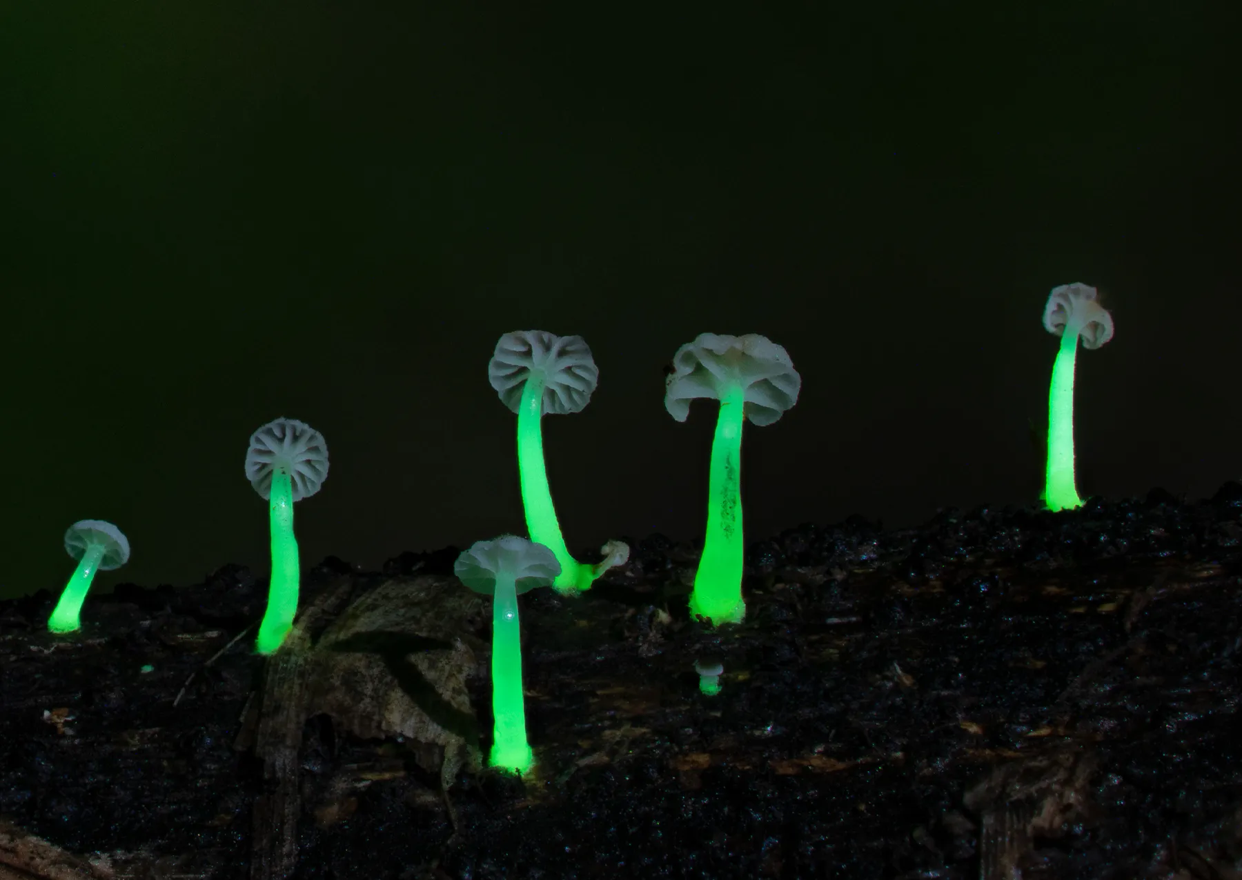 φυτά με πράσινους μίσχους και λευκά καπάκια