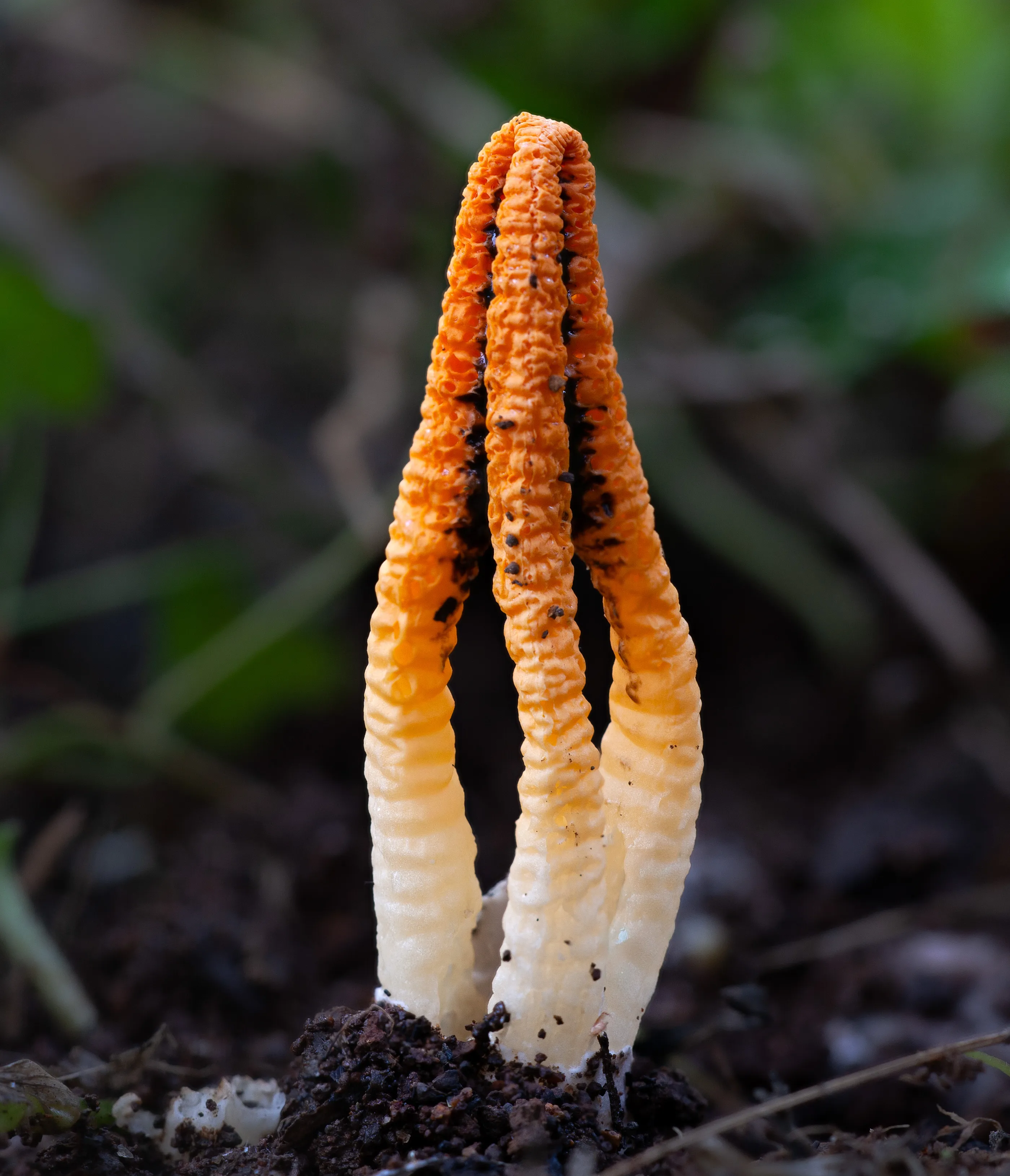 ένας ψηλός πορτοκαλί μύκητας που αναπτύσσεται έξω από το έδαφος