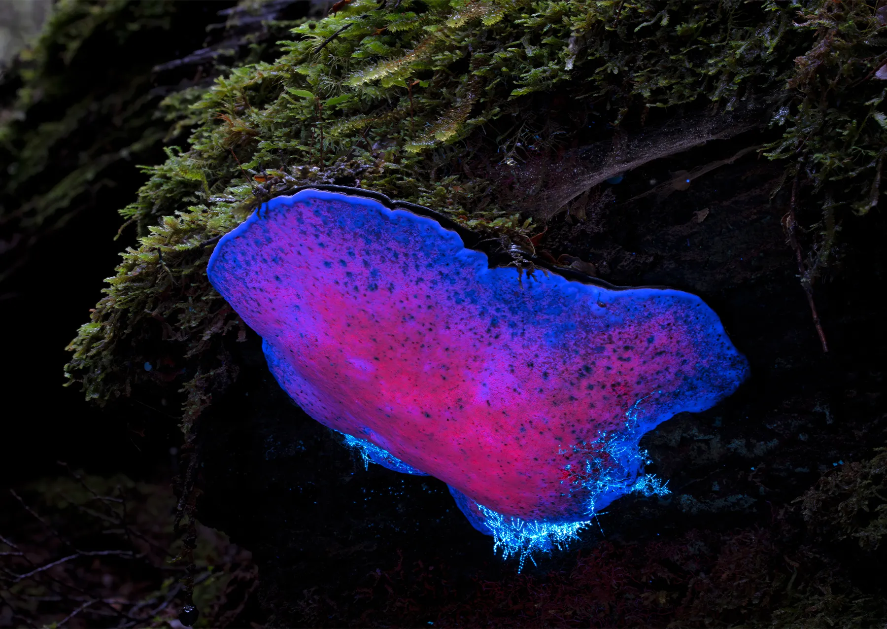 ένας λαμπερός μοβ μύκητας κάτω από το υπεριώδες φως