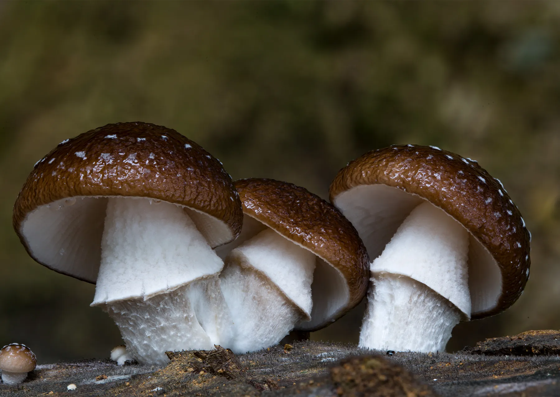 3 μανιτάρια με λευκό μίσχο, καφέ καπάκι, με λευκές κηλίδες στο καπάκι