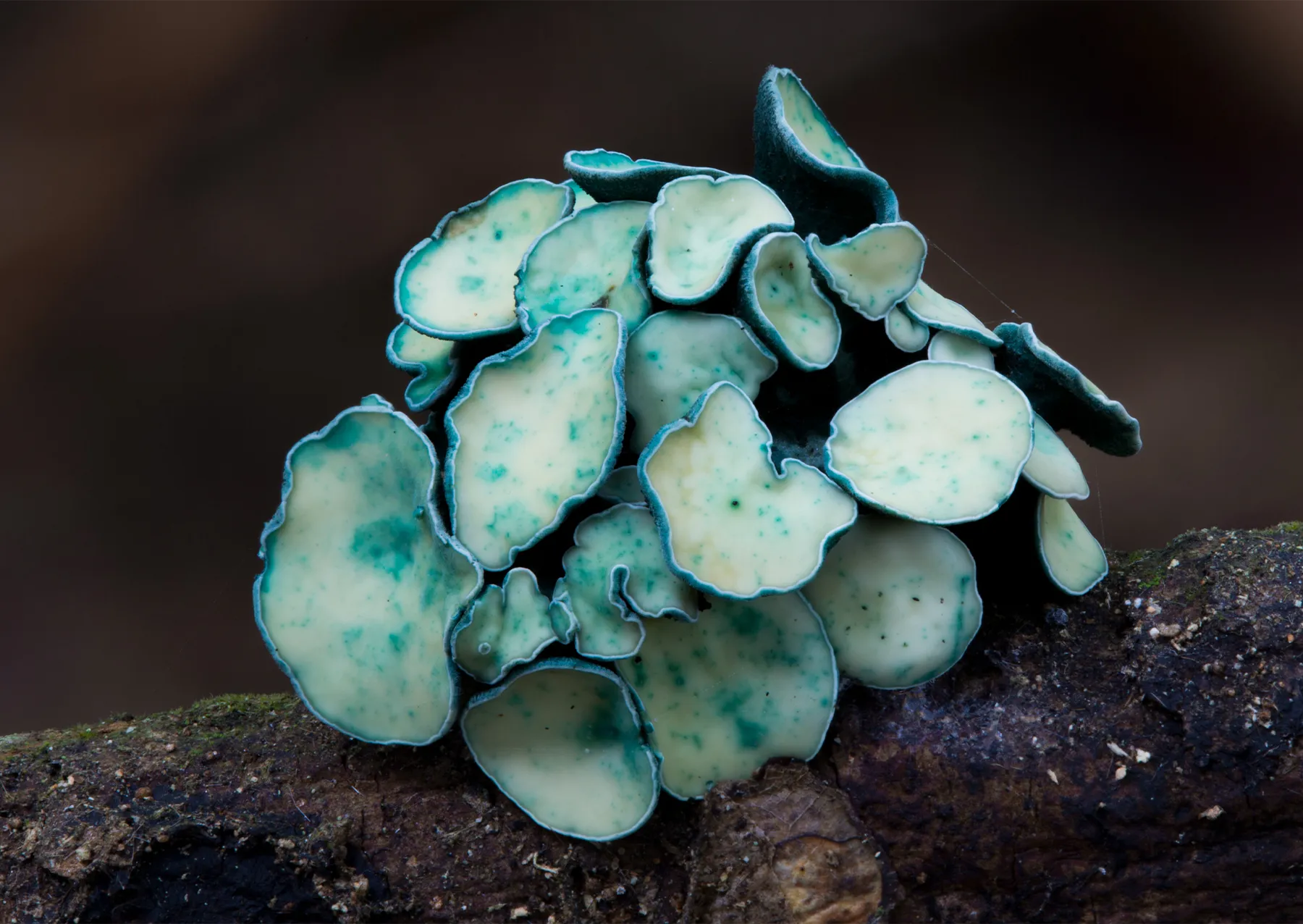 λευκοί μύκητες με πράσινες κηλίδες