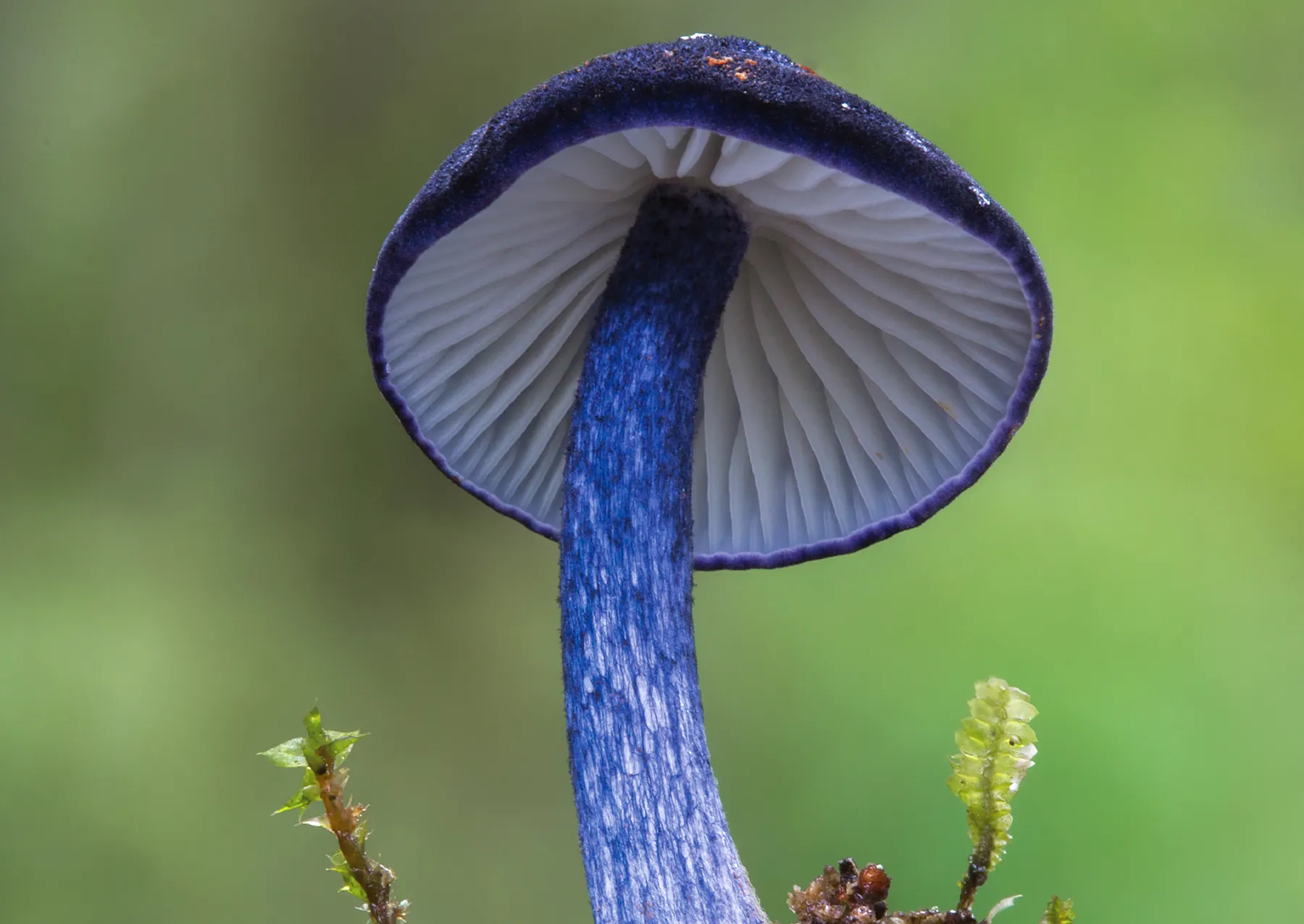 ένας μύκητας βιολετί με βιολετί καπάκι