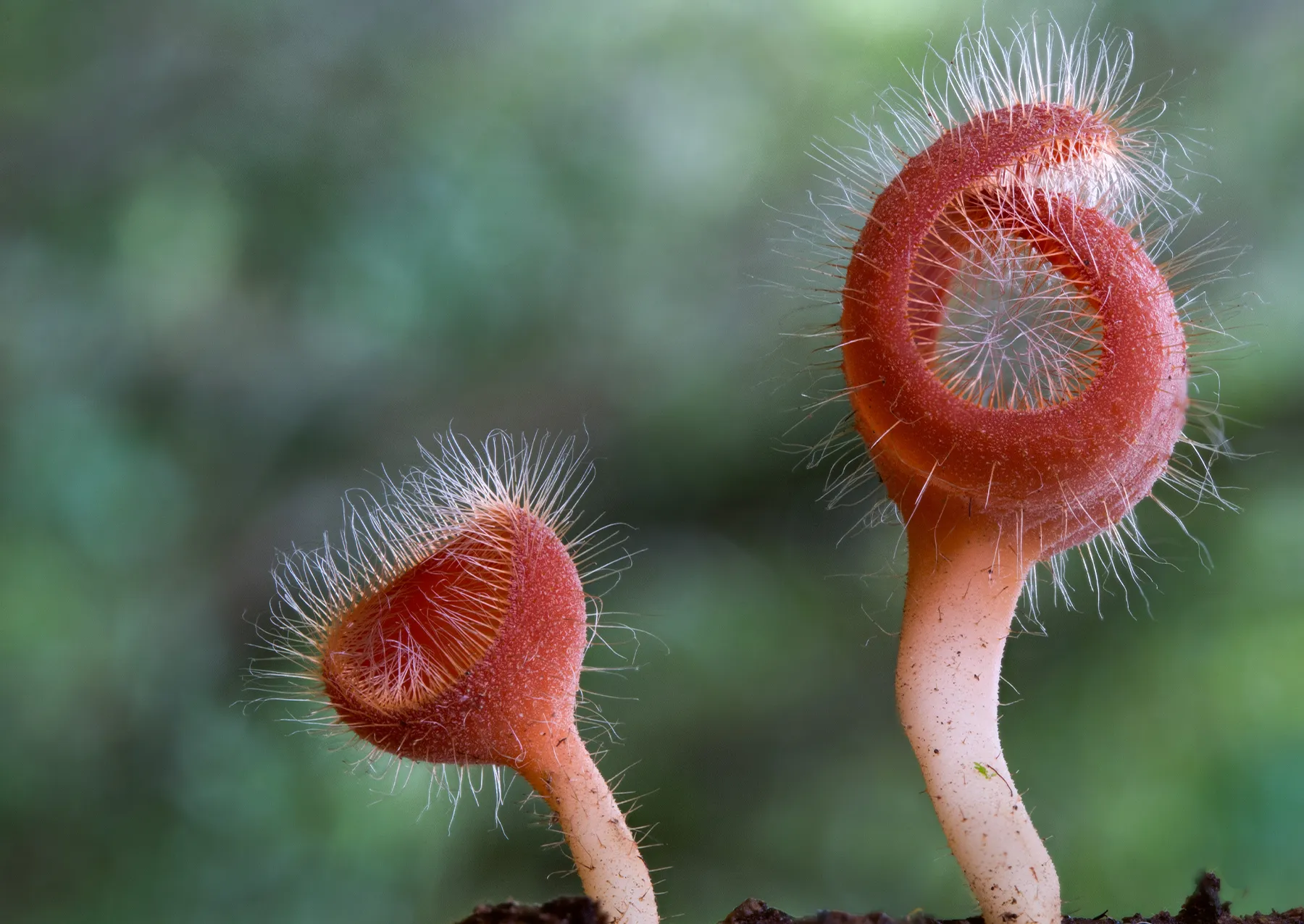 ένας μύκητας με κυκλικούς κόκκινους κύκλους και λευκές τρίχες 