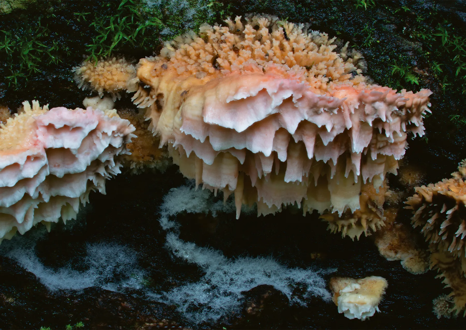 πορτοκαλί μύκητες σε καφέ 