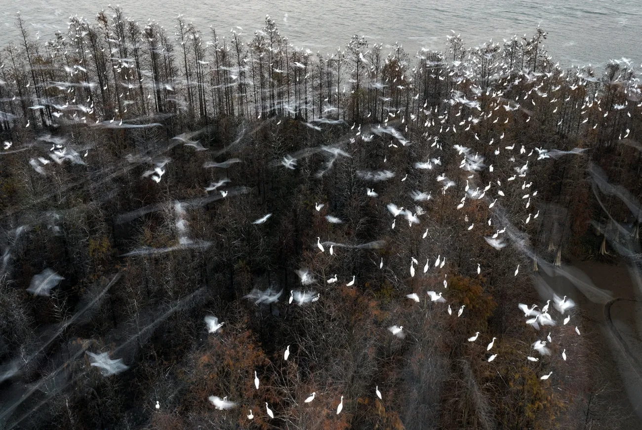 ερωδιοί που πετούν πάνω από ένα δάσος