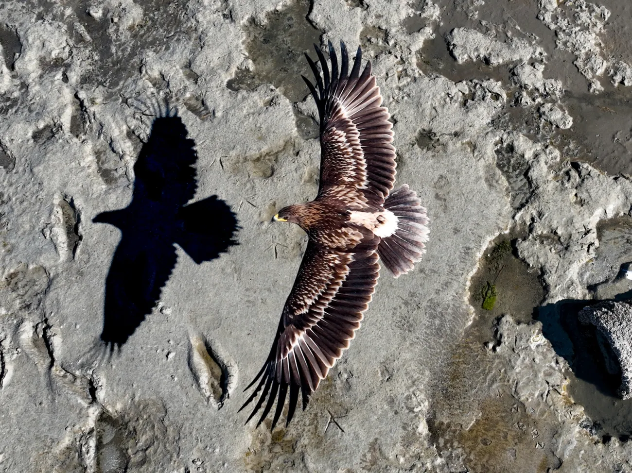 ένας αετός που πετάει πάνω από τη σκιά του