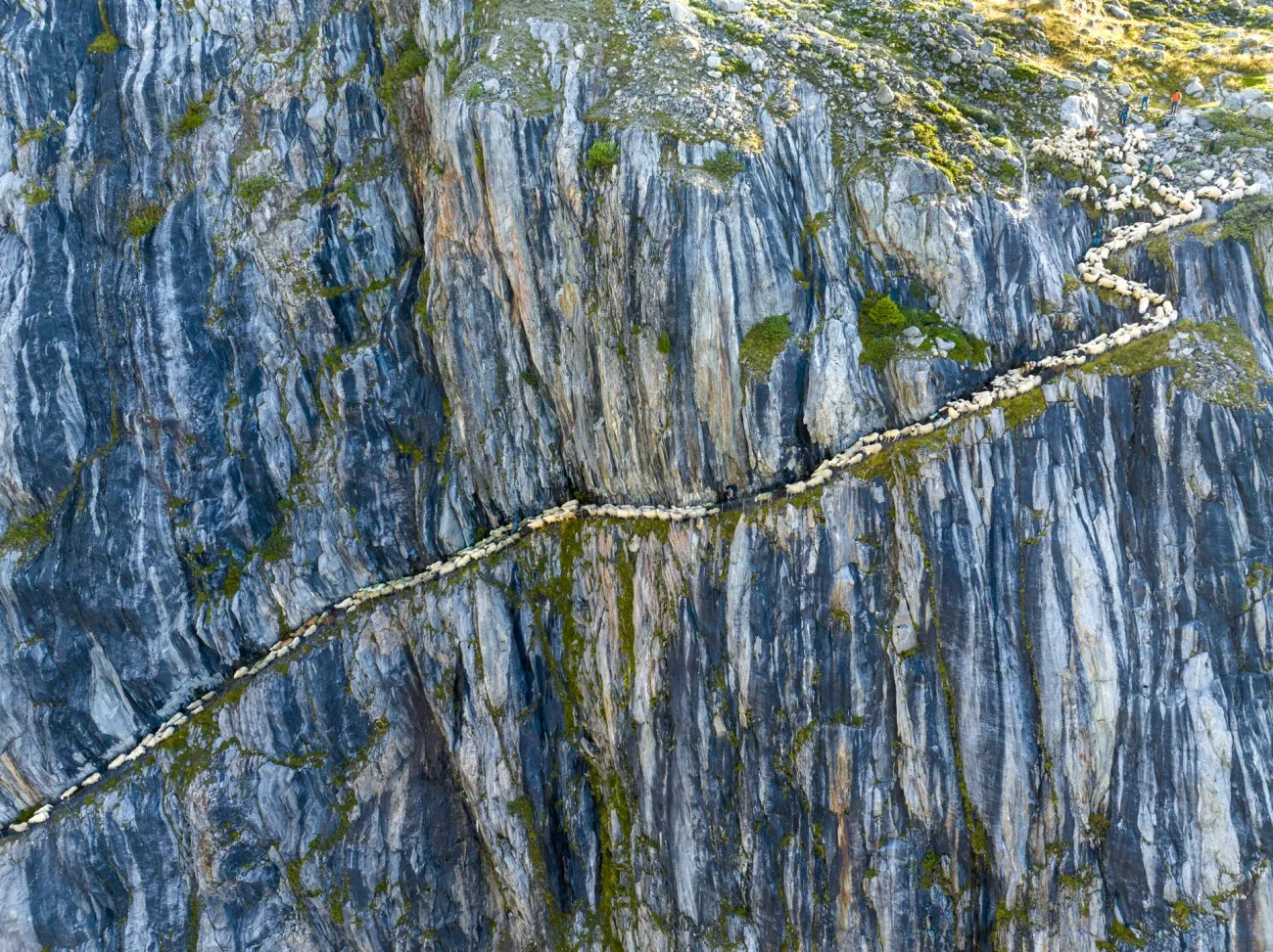πρόβατο στην άκρη ενός βουνού