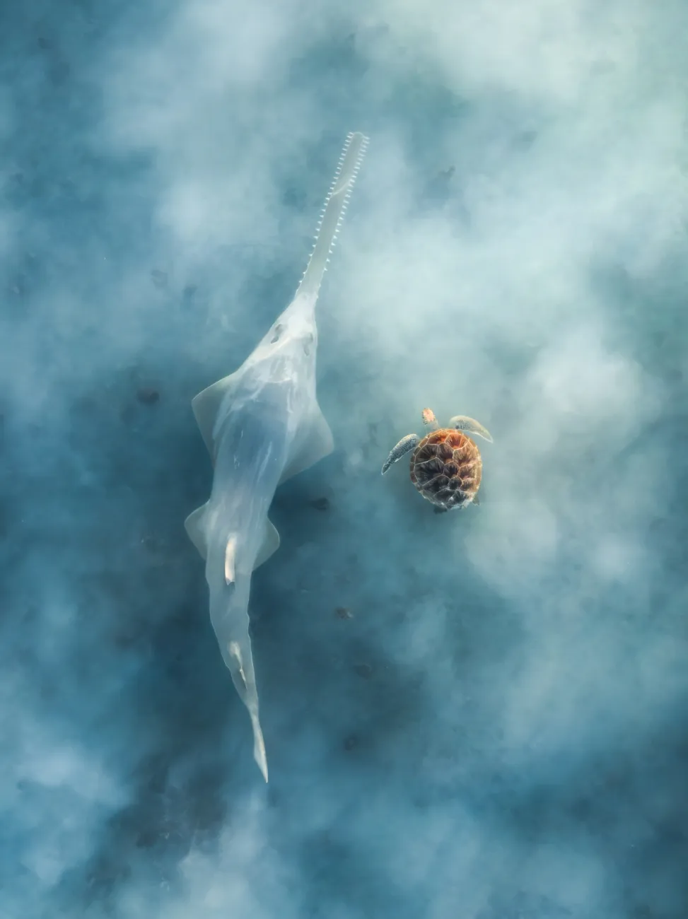 μια θαλάσσια χελώνα και το πριονόψαρο κολυμπούν το ένα δίπλα στο άλλο σε θολά νερά