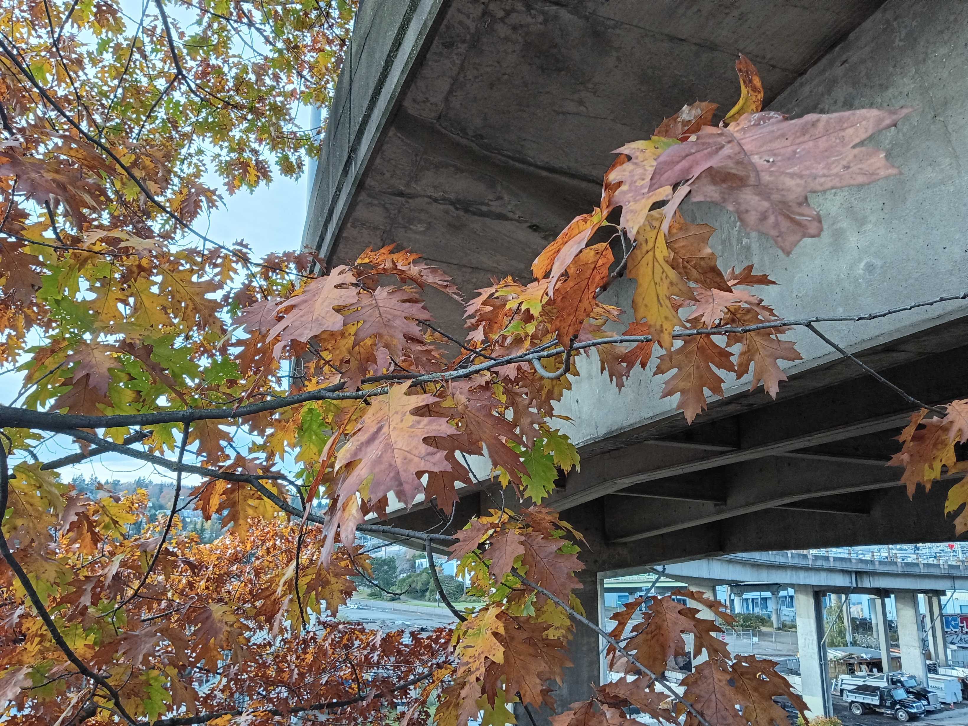 Φύλλα δίπλα σε υπερυψωμένη διάβαση