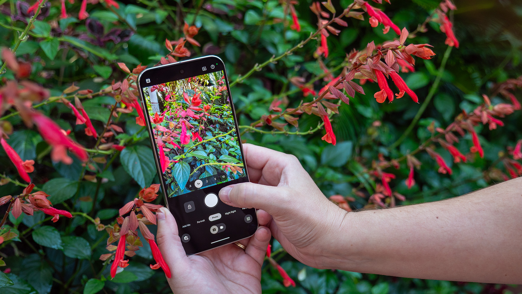 Χρησιμοποιώντας ένα Google Pixel 10 Pro XL για να τραβήξετε μια φωτογραφία κόκκινων λουλουδιών από κοντά