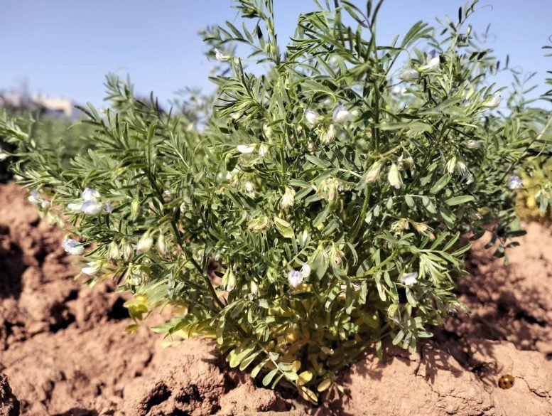 Αρχαιολόγοι ανακάλυψαν σοδειά 2.000 ετών που έχουν χαθεί στα Κανάρια Νησιά