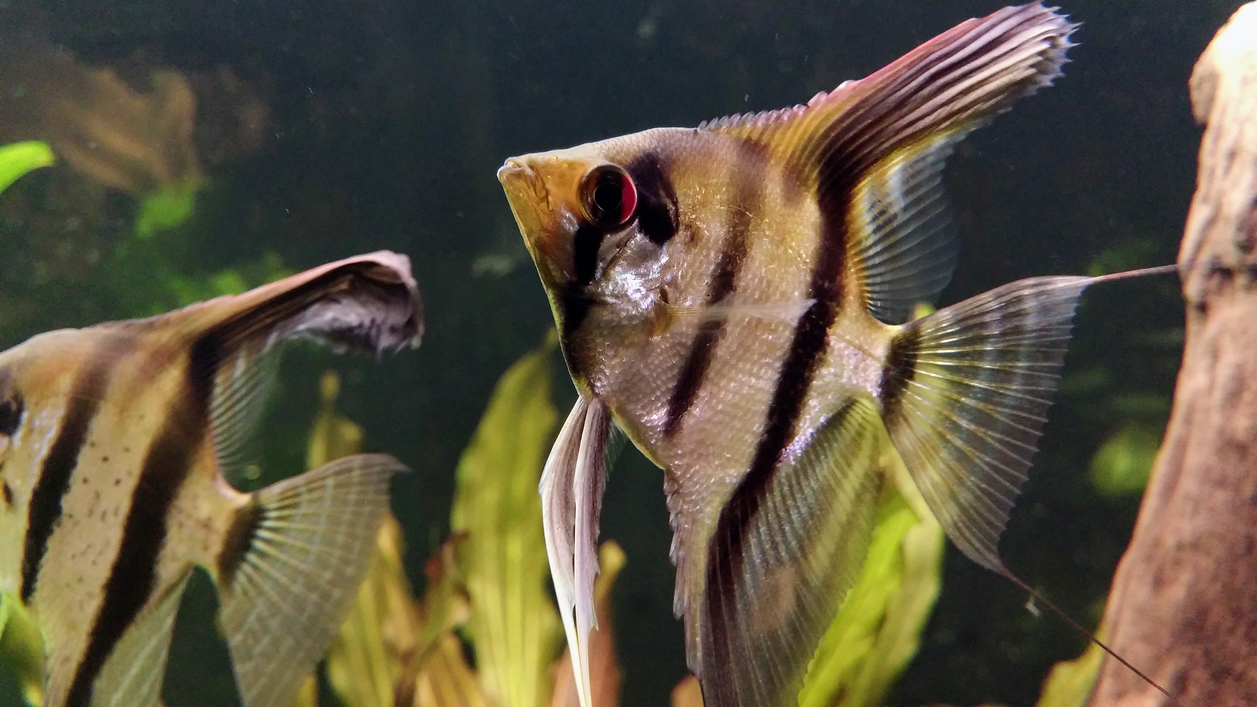 Μια μακρο φωτογραφία ενός αγγελόψαρου