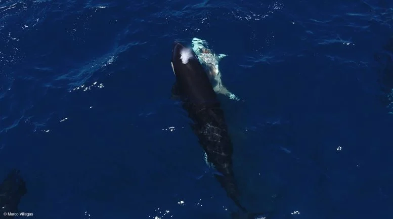 Οι Όρκες ξεπερνούν τους μεγάλους λευκούς καρχαρίες με εκπληκτική στρατηγική κυνηγιού