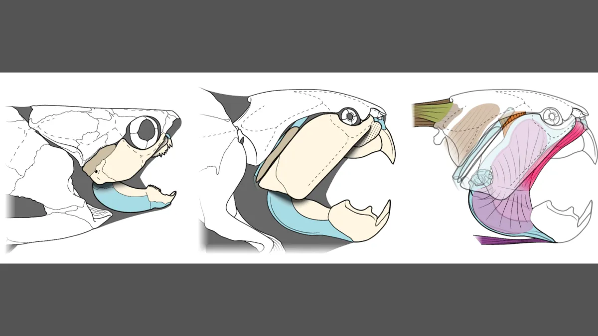 Το αγαπημένο αρχαίο θαλάσσιο τέρας του Κλίβελαντ ήταν περισσότερο χελώνα παρά καρχαρίας