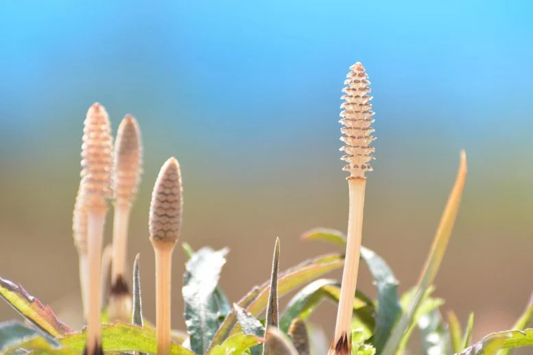 “Αυτό είναι από μετεωρίτη”: Επιστήμονας έκπληκτος από το νερό μέσα σε φυτό 400 εκατομμυρίων ετών