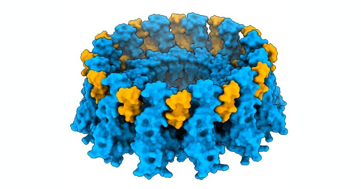 «Ανακάλυψε τη μυστική πρωτεΐνη που заставляет τα κύτταρά σου να απολαμβάνουν το… λίπος!»