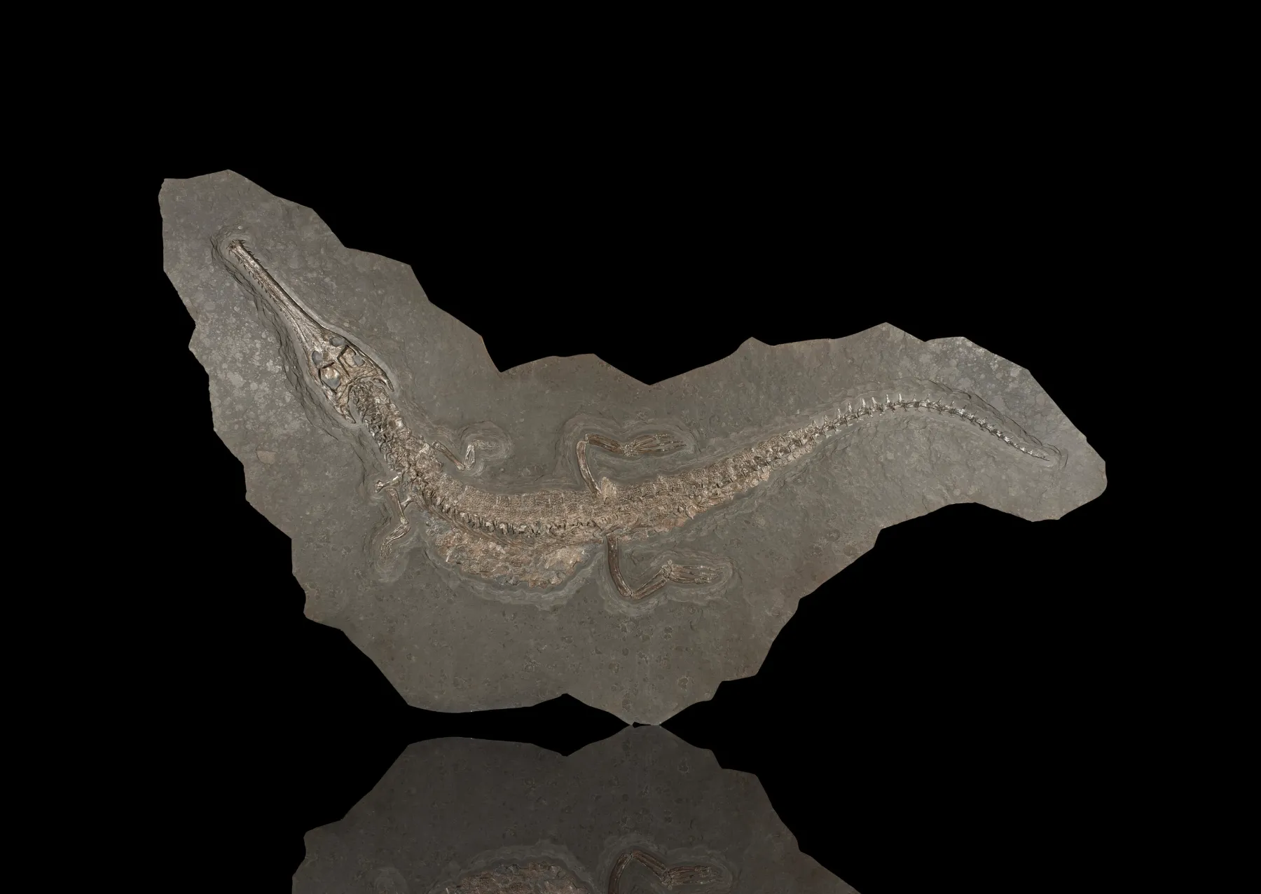 Ένας γεώδιος 1.000 λιβρών, σκελετός μοσασαύρων και κατευθύνεται σε δημοπρασία ένας απολιθωμένος κροκόδειλος