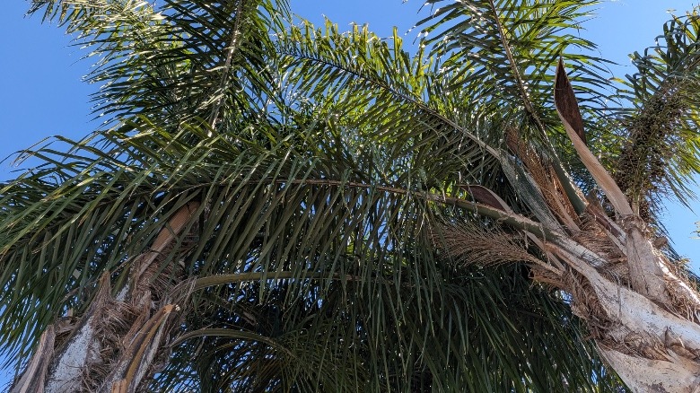 Μια εικόνα δέντρων που τραβήχτηκε από το Pixel 10 Pro Fold