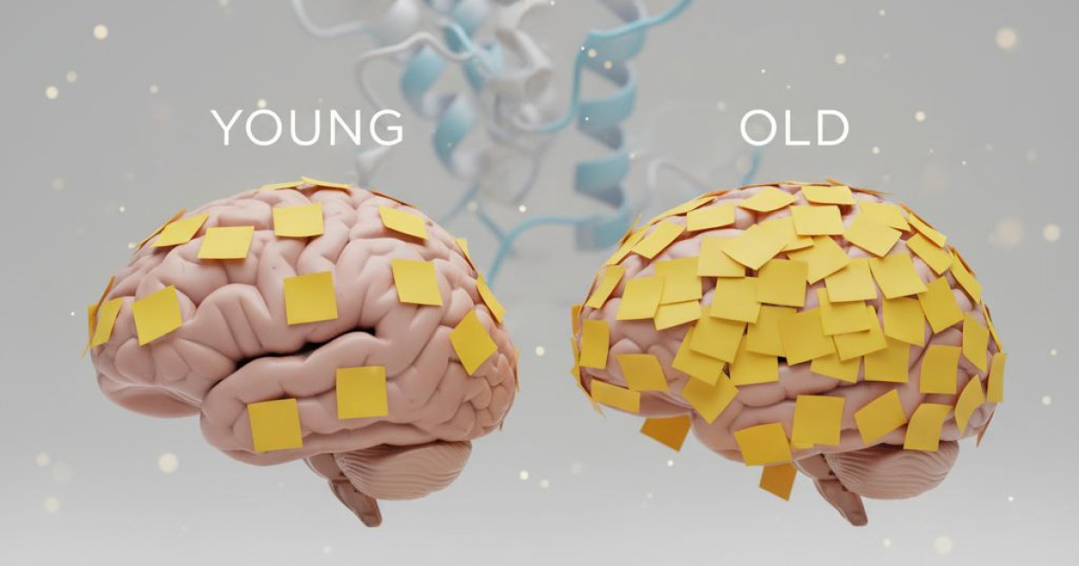 «Ανακάλυψε Πώς η Γήρανση Καταστρέφει τις Πρωτεΐνες του Εγκεφάλου σου – Ο Ρόλος της Διατροφής Θα σε Σοκάρει!»