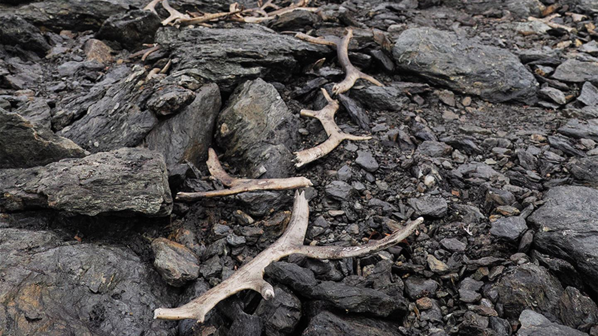 Ο πεζοπόρος σκοντάφτει σε τεράστιες μεσαιωνικές παγίδες ταράνδων στη Νορβηγία