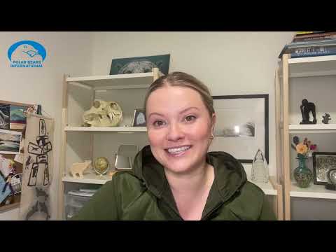 Μια σπάνια υιοθεσία πολικής αρκούδας θα μπορούσε να σώσει τη ζωή ενός μικρού