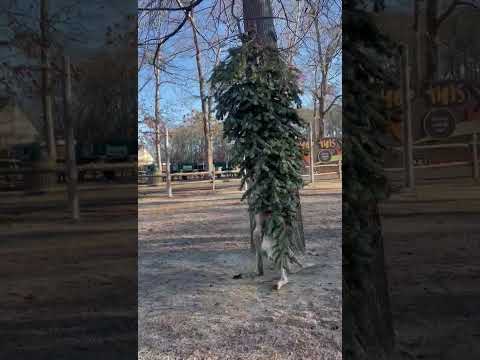 Τα δωρισμένα χριστουγεννιάτικα δέντρα αποκτούν δεύτερη ζωή στο ζωολογικό κήπο