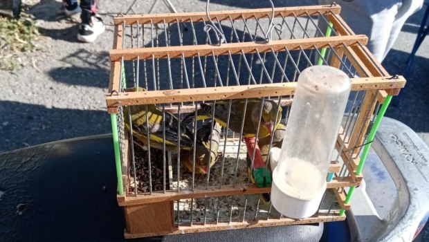 «Σοκ! Ανακαλύψεις της WWF: Η Άγρια Ζωή και Χλωρίδα της Ελλάδας Χάνεται στη Μαύρη Αγορά!»