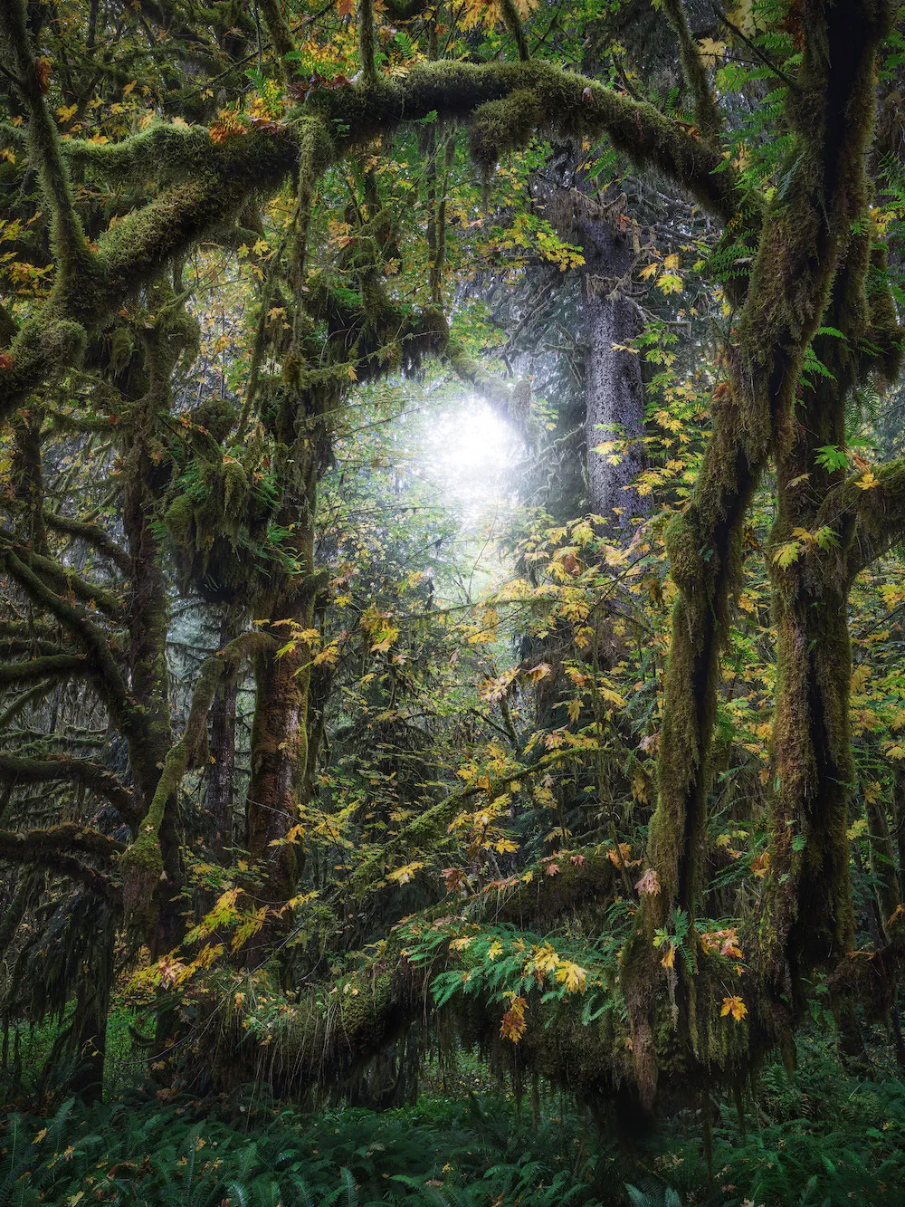 δάση καλυμμένα με βρύα