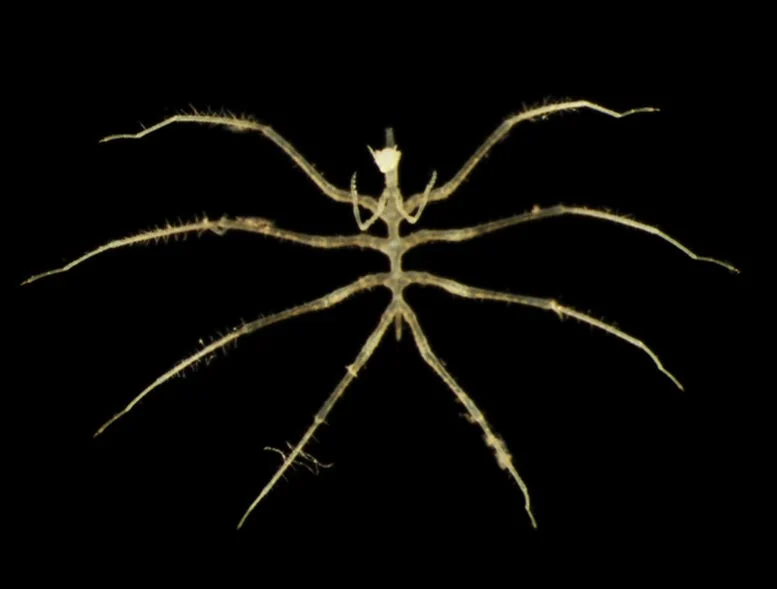 Οι επιστήμονες ανακαλύπτουν εκατοντάδες νέα είδη σε ένα από τα λιγότερο εξερευνημένα βασίλεια της Γης