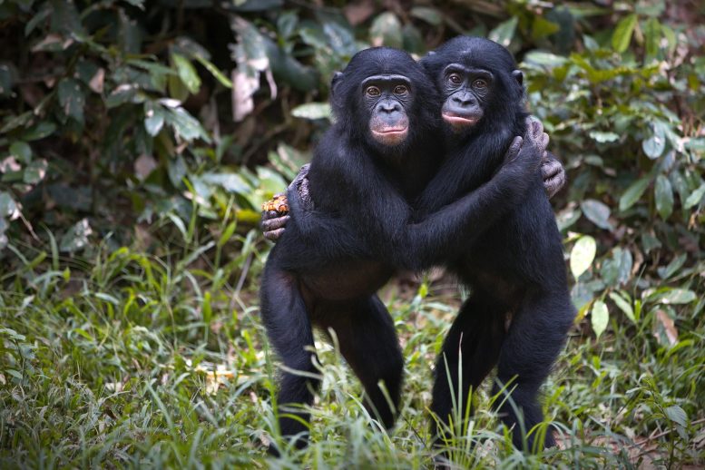 Τα αρσενικά Bonobo σπάνε τον κώδικα των κρυφών σημάτων γονιμότητας