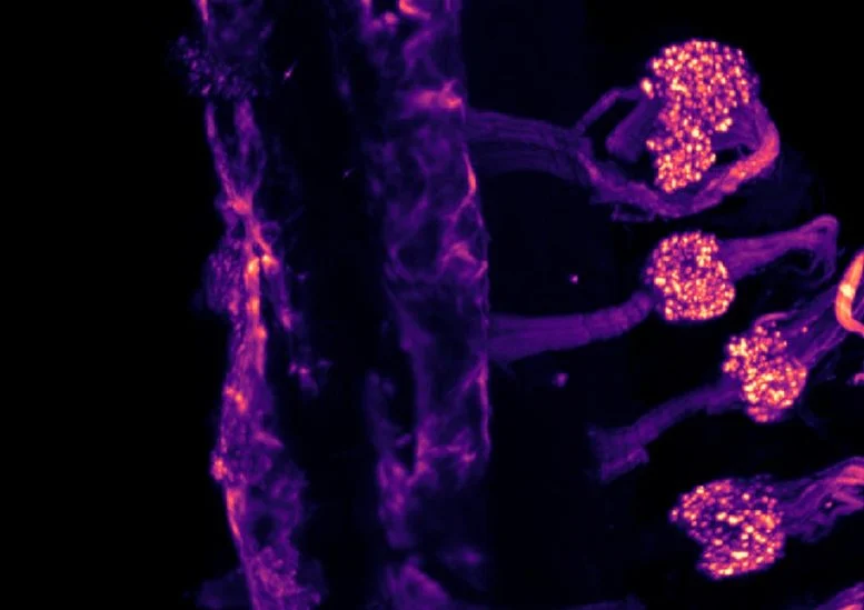 Οι επιστήμονες βρήκαν δύο διαφορετικούς αισθητήρες κρύου στο σώμα