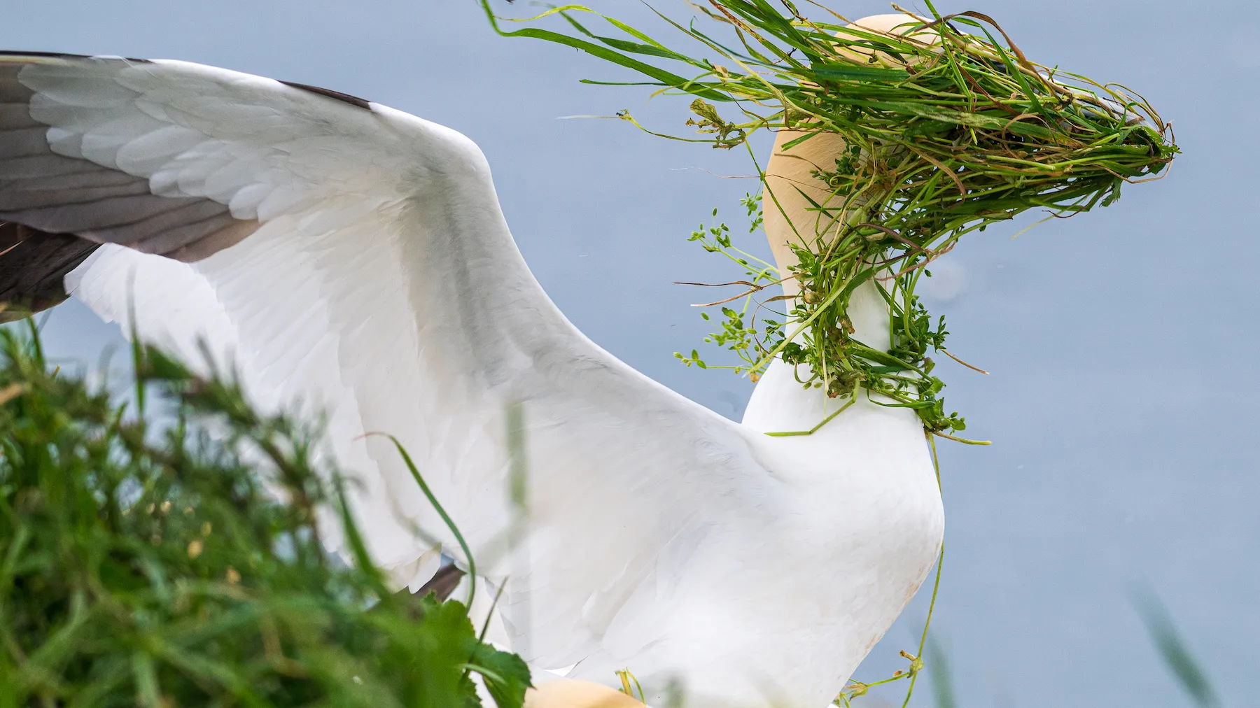 a bird with grass all over its face