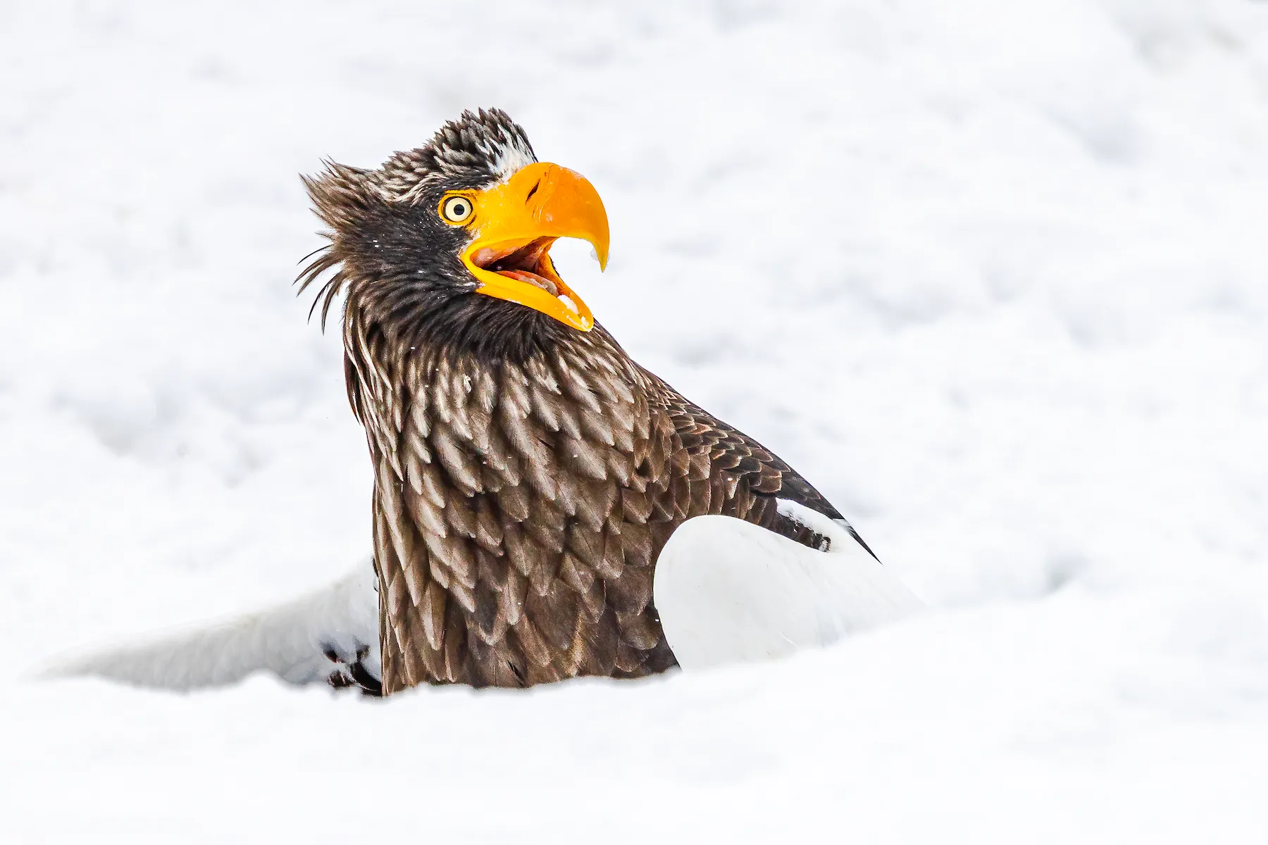Steller's Sea Eagle with an open mouth amongst snow