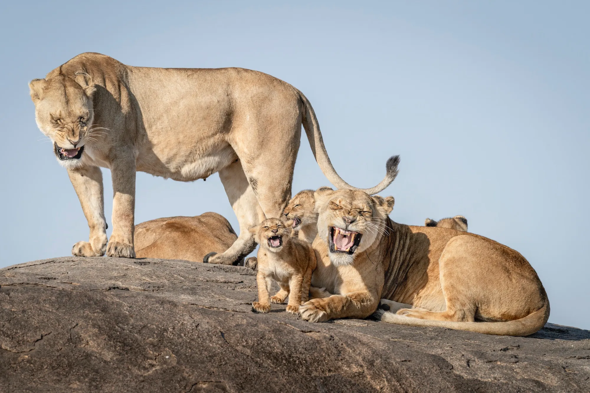 a pride of lions seeming to laugh while on a rock